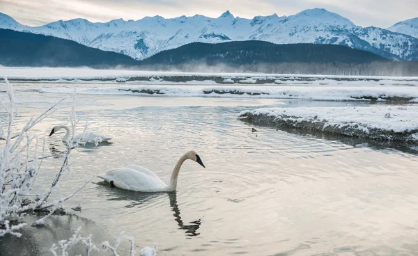 Tundra swans (Cygnus columbianus) — Stockfoto