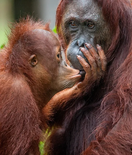 Bir erkek orangutanın bir yavrusu ile — Stok fotoğraf