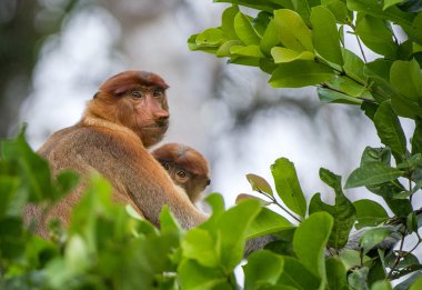 A female proboscis monkeys clipart