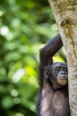 Bonobo (Pan Paniscus) üzerinde bir ağaç dalı