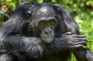 Portre yetişkin erkek Bonobo kadar kapatın