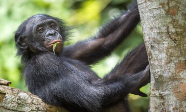 The portrait of  juvenile Bonobo clipart