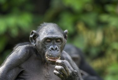 Bonobo (Pan Paniscus) yeşil zemin üzerine. 