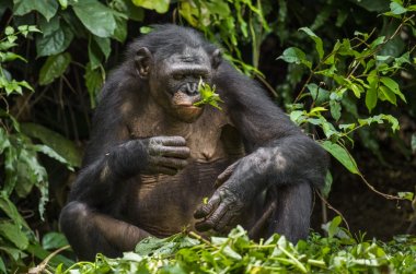  female Bonobo in natural habitat clipart