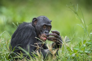Bonobo (Pan Paniscus) yeşil zemin üzerine. 