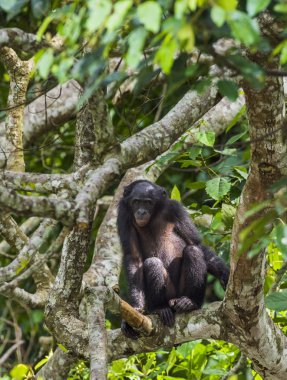  Doğal yaşam alanı ağacında üzerinde bonobo 