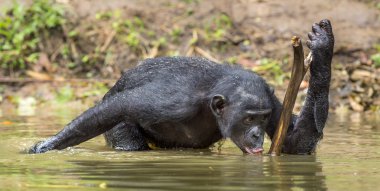 Bonobo drinking water. 
