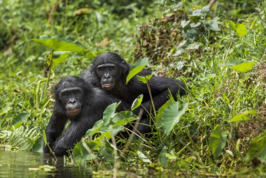 Bonobos (Pan Paniscus) on natural background.  clipart