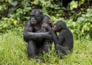 Bonobo (Pan Paniscus) doğal zemin üzerine. 