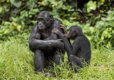Bonobos (Pan Paniscus) on natural background.  clipart