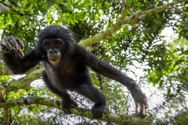 El retrato de Bonobo juvenil — Foto de Stock