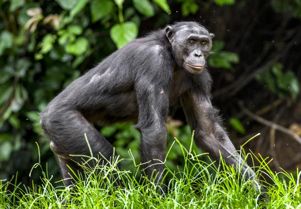 Eating juvenile Bonobo — Stock Photo, Image