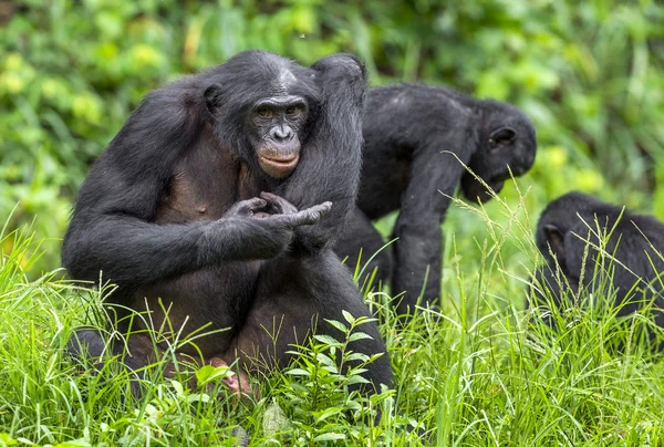 Bonobos (Pan Paniscus) — Fotografia de Stock