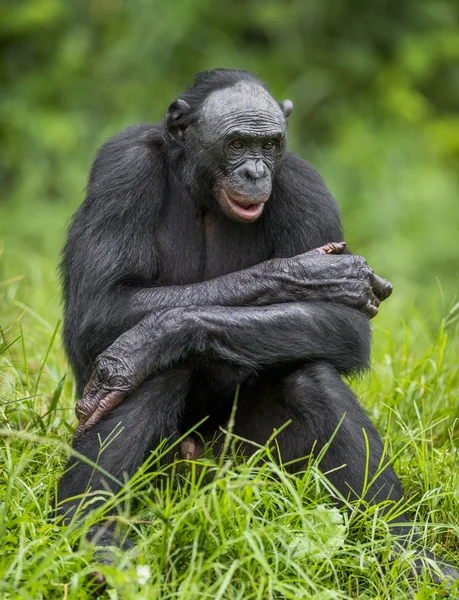 O retrato de perto de Bonobo — Fotografia de Stock