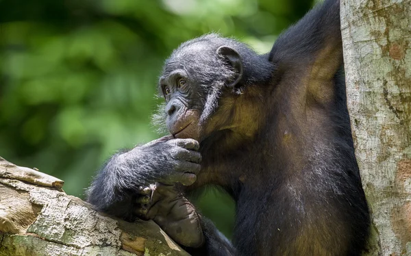 The portrait of  juvenile Bonobo — Stock Photo, Image