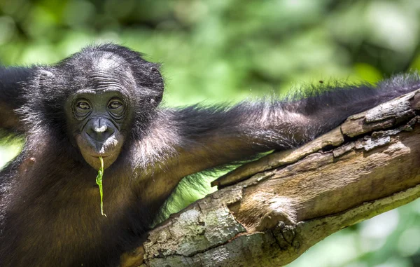 Portrét juvenilní Bonobo — Stock fotografie