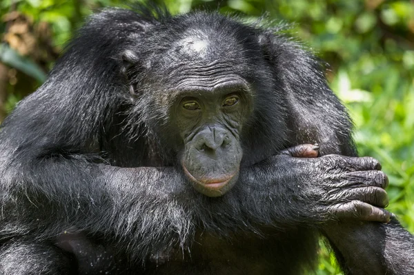 Κοντινό πλάνο πορτρέτο ενήλικο αρσενικό Bonobo — Φωτογραφία Αρχείου