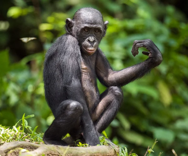 Bonobos (Pan Paniscus) na přírodní pozadí. — Stock fotografie