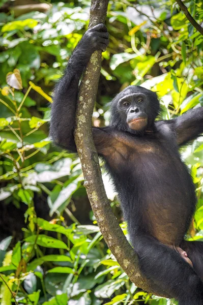 Bonobos (Pan Paniscus) em um galho de árvore . — Fotografia de Stock