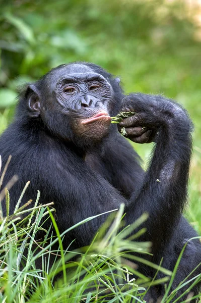 Das Nahaufnahme-Porträt des Bonobo — Stockfoto