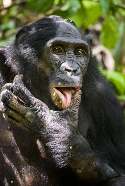 关闭了肖像成年雄性倭黑猩猩 — 图库照片