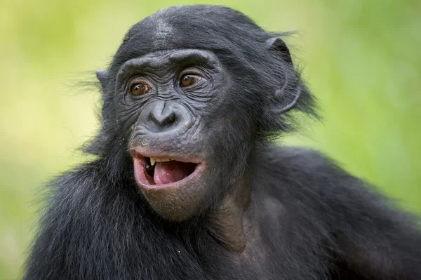 The close up portrait of Bonobo — Stock Photo, Image