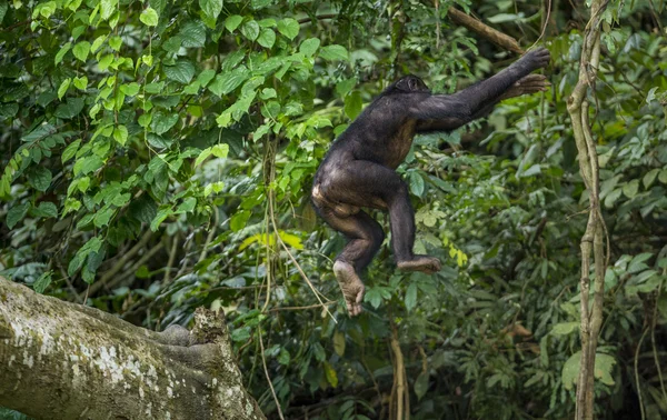 Bonobos de salto (Pan Paniscus ) — Fotografia de Stock