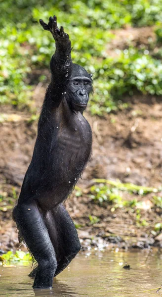 Chimpanzee Bonobo standing on her legs — Stock Photo, Image