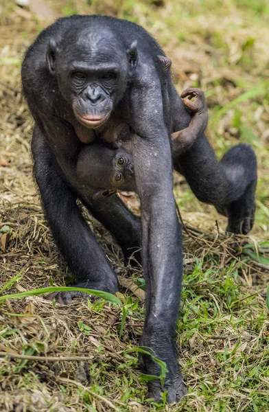 黑猩猩波诺博母亲与幼崽 — 图库照片