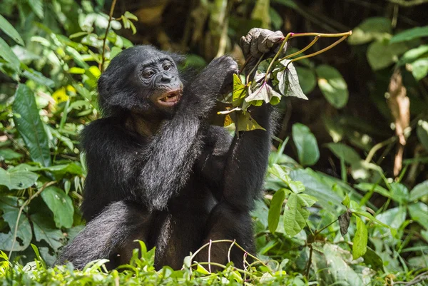 Jedzenie nieletnich Bonobo — Zdjęcie stockowe