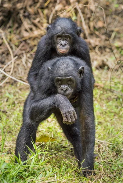 Bonobos (Pan Paniscus) on green — Stock Photo, Image