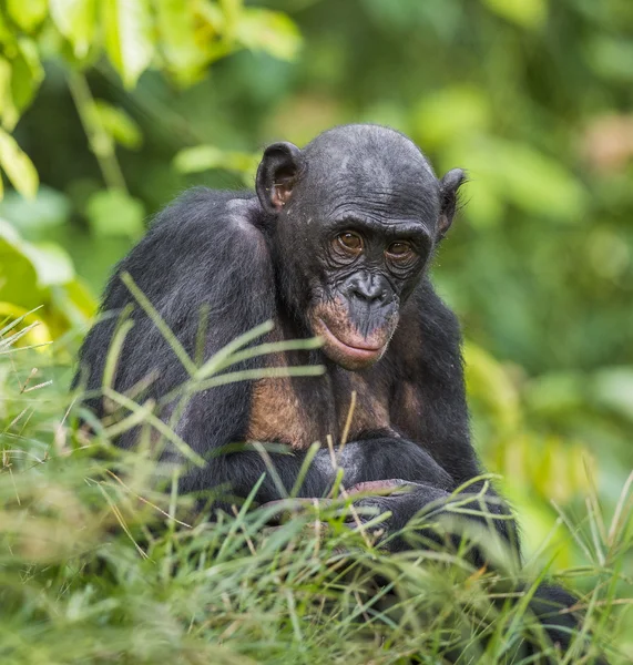 Bonobók (Pan-Paniscus), zöld háttér. — Stock Fotó