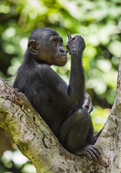 Бонобо на дереве в естественной среде обитания — стоковое фото