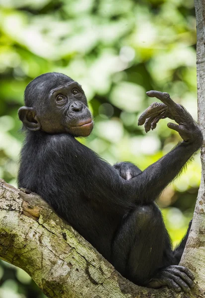 Bonobo am Baum in natürlichem Lebensraum — Stockfoto