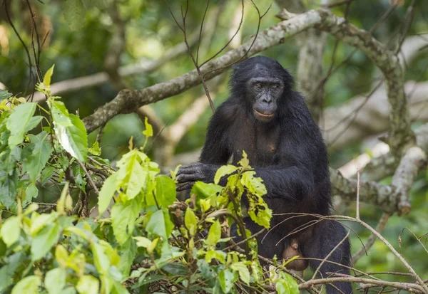 Bonobo na stromě v přirozeném prostředí — Stock fotografie