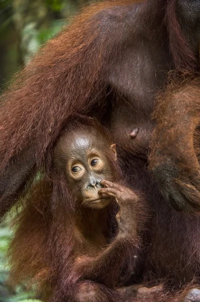 Une femelle de l'orang-outan avec un ourson — Photo