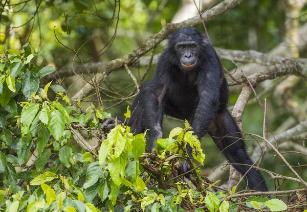 Bonobo na drzewie w naturalnym środowisku — Zdjęcie stockowe