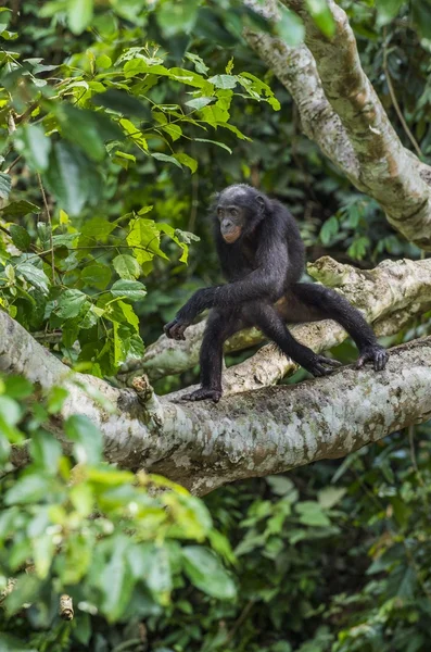 Bonobo on the tree in natural habitat — Stock Photo, Image