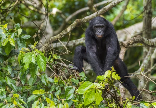 Bonobo op de boom in natuurlijke habitat — Stockfoto