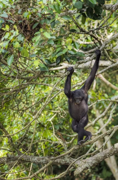 Bonobo on the tree in natural habitat — Stock Photo, Image
