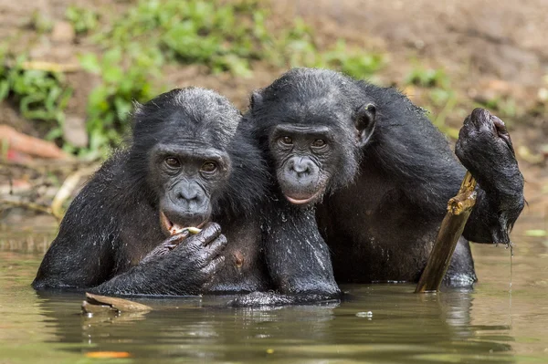 The chimpanzee Bonobos in the water. — Stock Photo, Image