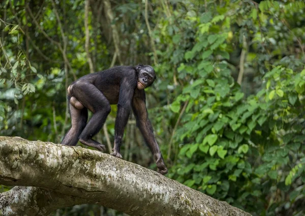 Bonobos (Pan Paniscus) sur une branche d'arbre . — Photo