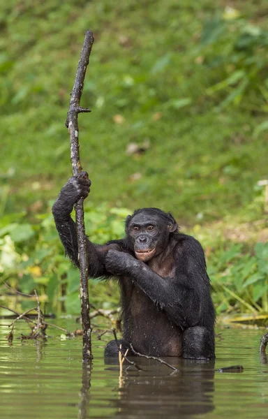 De chimpansee, Bonobo in het water. — Stockfoto