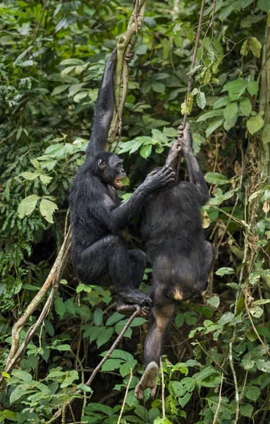 Bonobos (Pan Paniscus) em um galho de árvore . — Fotografia de Stock