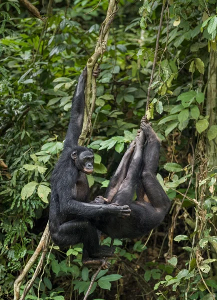 Bonobos (Pan Paniscus) on a tree branch. — Stock Photo, Image