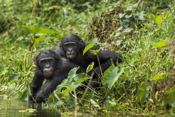 Bonobo's (Pan Paniscus) op natuurlijke achtergrond. — Stockfoto