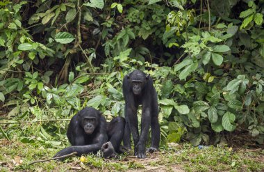 Bonobo (Pan Paniscus) doğal zemin üzerine. 