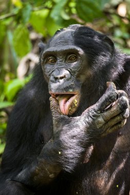 Close up Portrait Adult male Bonobo clipart