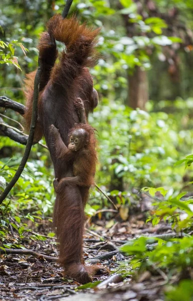 Bir erkek orangutanın bir yavrusu ile — Stok fotoğraf