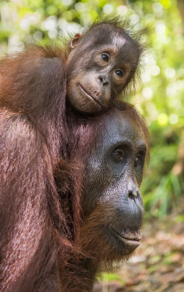 Una hembra del orangután con un cachorro — Foto de Stock